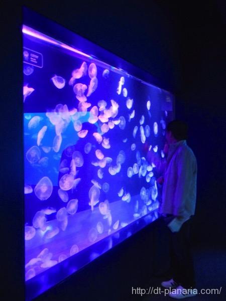 すみだ水族館(したぷら撮影).jpg すみだ水族館