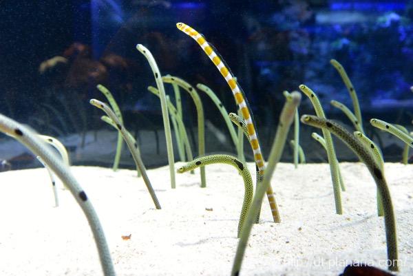 すみだ水族館(したぷら撮影).jpg すみだ水族館