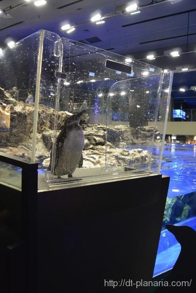 すみだ水族館(したぷら撮影).jpg すみだ水族館