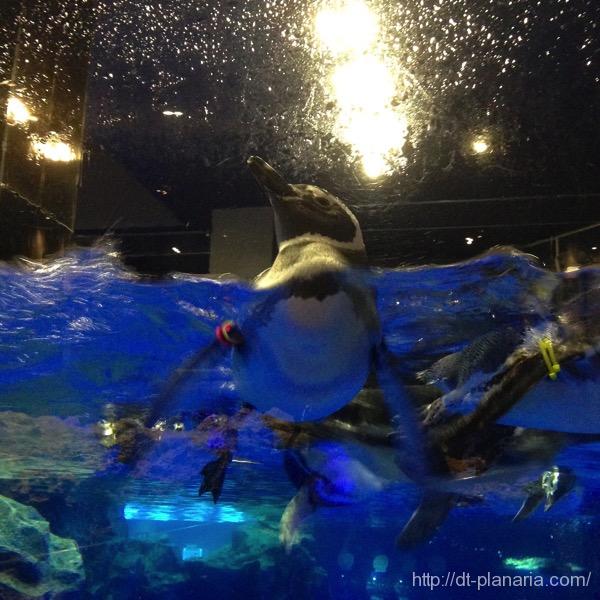 すみだ水族館(したぷら撮影).jpg すみだ水族館