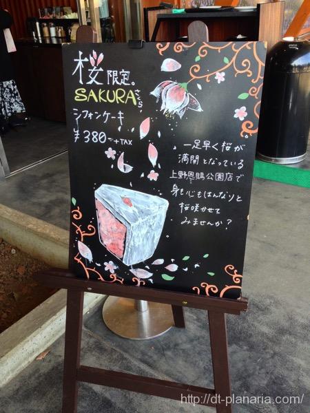 スタバさくら(したぷら撮影).jpg スタバさくら